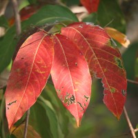 Lagerstroemia speciosa (L.) Pers.